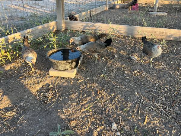 4 Grey/Round head Pullets - $50 (Fort Stockton)62941307321347121