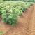 FARM in Costa Rica 6 thumbnail