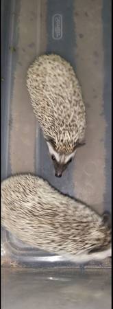 Baby Hedgehogs (Alamogordo)63693560647937122