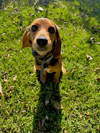 Buscando reubicar a un cruce de beagle de 9 meses (Vanceboro)64210261682945122