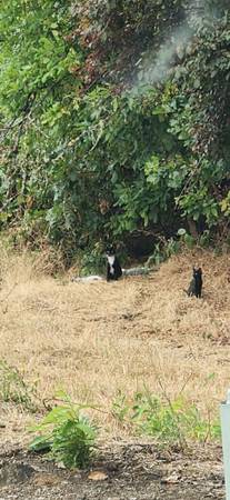 Need animal loving people (roseburg)63740964479491120
