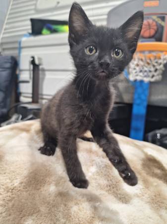 Kittens-GRATIS A BUEN HOGAR (Omaha)63902986835458121
