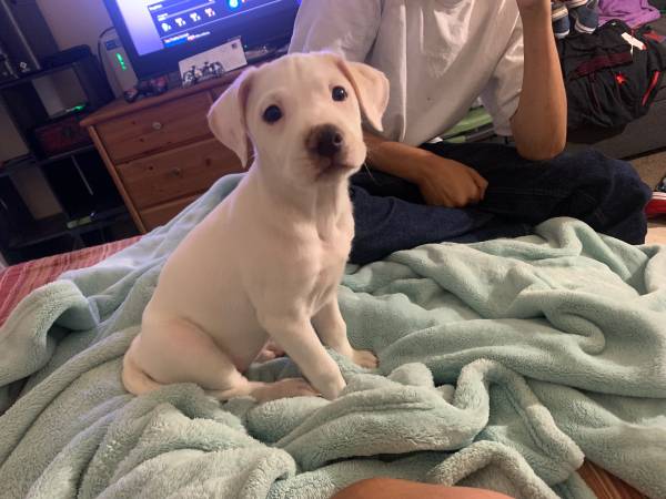 Rehoming Two puppies 9weeks old (El cajon)63955993600899122