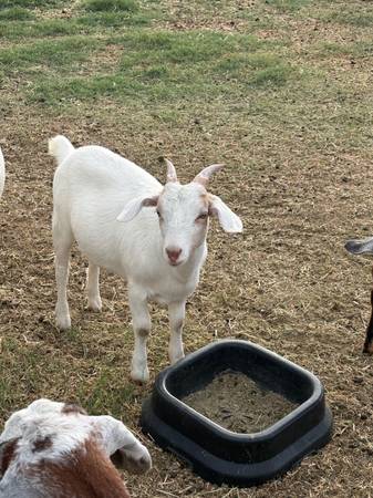 Boer doe 1