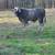 Bull calf for sale 1 thumbnail