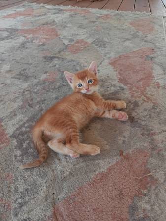 orange tabby kitten (Sacramento CA)63881395648003123