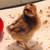 Single bantam chick 1 thumbnail