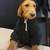Three months old Labradoodle 2 thumbnail