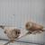 English zebra finch text only 7 thumbnail