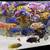 GORGEOUS! Colorful African Peacock cichlids for Aquarium fish tank! 2 thumbnail