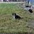 Aussie pups 7 thumbnail