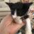2 Month old Kittens 3 thumbnail