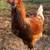 Ameraucana Rooster 1 thumbnail