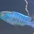 Cichlids 2 thumbnail