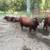 5 Red Angus Bulls 18 thumbnail