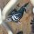 Colored racing pigeons 4 thumbnail