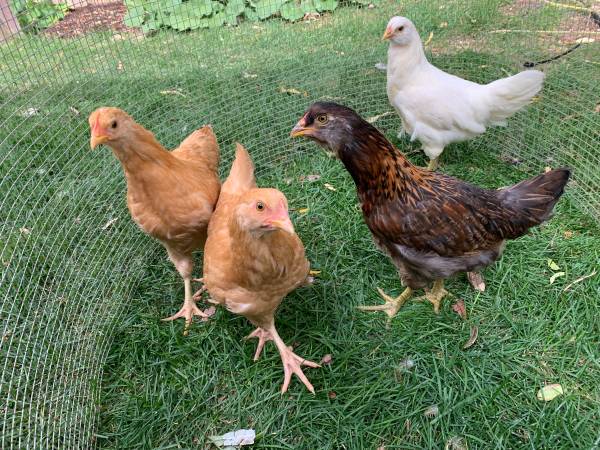 Pullets 1