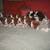 Springer Spaniel collection, Ganz, figurines, dvd, quilted panel, Pics 8 thumbnail