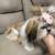2 Shih tzu females 3 thumbnail