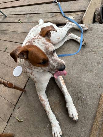Moochie necesita un hogar (Grants Pass)63935101738499121