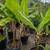 Banana Tree 🍌🍌 12 thumbnail