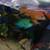 Fish stuff  & cichlids 9 thumbnail