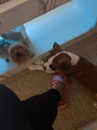 rehoming 4 month old boxer (Bronx)63887462678017121