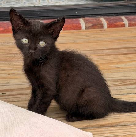 Black Kittens 1