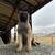 Belgian malinois Akc register 1 thumbnail