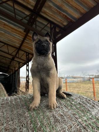 Belgian malinois Akc register 1