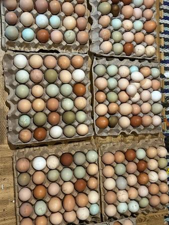 Hatching eggs or eating eggs 1