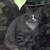 Found Grey tabby cat--actually two different tabby cats, see photos 1 thumbnail