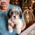 Cavapoo Puppies 12 weeks 3 thumbnail