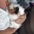 3 Guinea pigs with everything 7 thumbnail