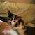 Kittens 1 thumbnail