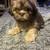 Male Imperial ShihTzu puppy 1 thumbnail