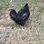 Roosters 2 thumbnail