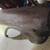 Original 1957 Buick Special Pass.Front Fender 2 thumbnail