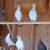Fancy Pigeons - large variety 20 thumbnail