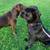 2 dogs in desperate need of new home. Corso and lab mix 3 thumbnail