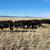 27 Short-Term Cows for Sale--Southern Johnson County, WY 8 thumbnail