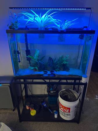 40 gallon tank with fish (Des Moines)63671589175171120