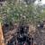 CITRUS TREES $20 - MORE THAN 5000 TREES - 50 CITRUS VARIETIES IN STOCK 9 thumbnail