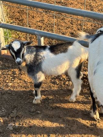 Cabras enanas nigerianas - $100 (Altoona)63438159201923121