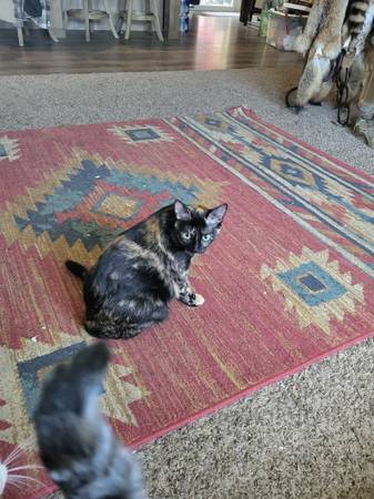 Indoor cats (Osceola)63671554485249120