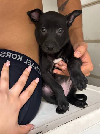 puppies (Oklahoma)63976603552387122