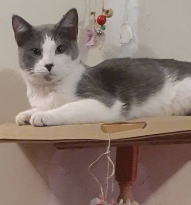 Free to good home (Carthage)63654750478721123