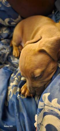 Cachorros disponibles (Oklahoma City)63670608456065124