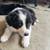 Border collie puppies 7 thumbnail