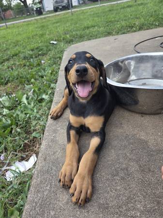 Doberman pup (Peculiar)63791685893889123